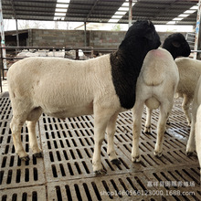 ���ʵ�С���� �d���� �d�������С���� �Ų������С����