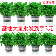 G}ԻܾGֲlmLپGjС҃ˮֲ