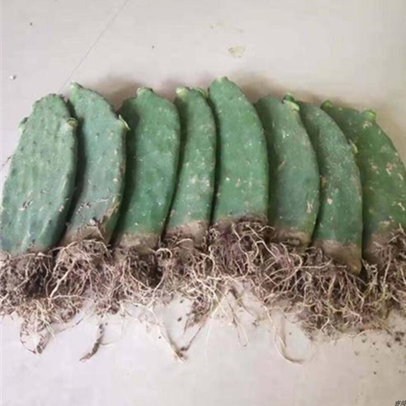 Yunnan Wild Pear Fruit Cactus Fruit Seedlings Succulent Seedlings Old Pile Edible Medicinal Beauty Grafted Crab Claw Orchid