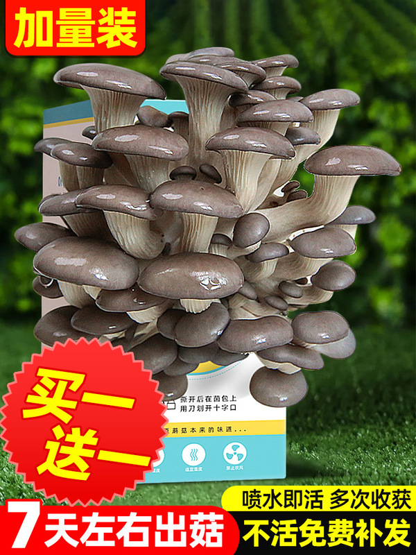Mushroom Growing Kit for Flat Mushrooms, Mushroom Spawn, Home Gardening, Children's Interest, Potted Plants, Self-Cultivation Mushroom Kit Mushroom Growing Kit for Flat Mushrooms, Mushroom Spawn, Home Gardening, Children's Interest, Potted Plants, Self-Cultivation Mushroom Kit