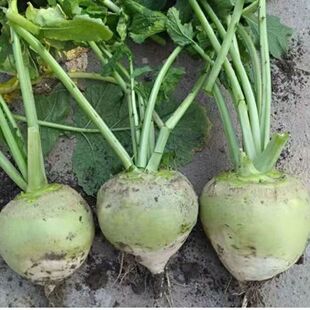 �������·N���ձ����N�Ӿ��x���^�ˈA�^������������ե�˷NZ