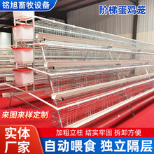 阶梯蛋鸡笼批发鸡鸭饲养笼自动化镀锌网养殖笼舍配件层叠式蛋鸡笼