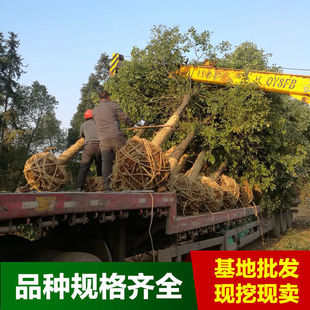 ��������ȫ������14CMȫ�ڌ��������r���|��18CM�����r������ă�