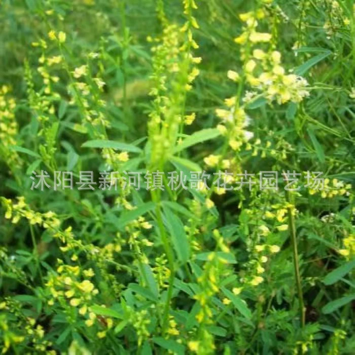 Семена Melilotus зеленый навоз Люцерна свинья корова овца сладкий Клевер засухоустойчивость термостойкость защита склонов медовый источник семена растений