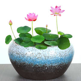 简约花盆大口径陶瓷铜钱草碗莲睡莲水培植物复古水仙花水养专用缸