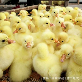 鲜/活禽类;特种珍禽;招财摆件