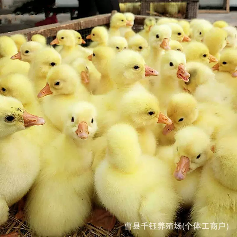 纯种大三花鹅脱温活体大白鹅崽产蛋鹅健康幼鹅高纯活率养殖优选