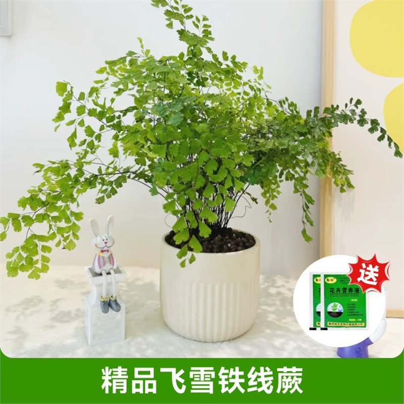 [화분을 가져가는 것이 좋다] 고운 눈이 내리는 고사리