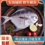 舟山野生鲳鱼新鲜白鲳鱼流网鲳鱼鲜活冷冻大白鲳鳊鱼