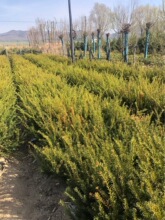 �t��ɼ�I�B����60��������