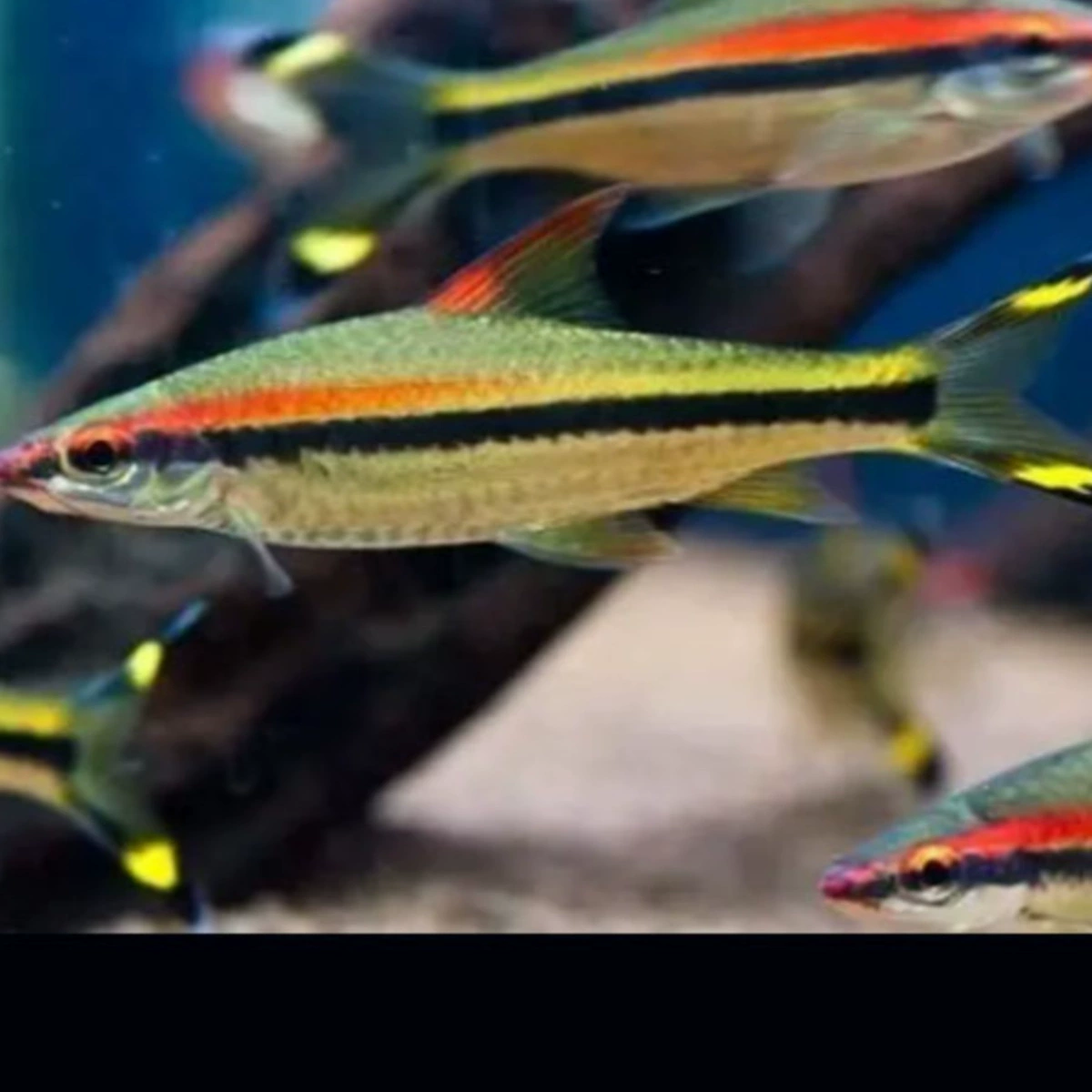 Однобровая Таоистская русалка жёлтобровая Таоистская тропическая питомническая декоративная рыба, лампфиш, пресноводная травяной аквариум, маленькая рыба живая