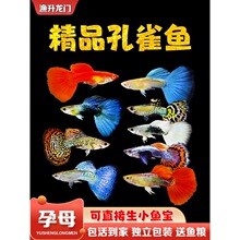 孔雀鱼淡水胎生鱼活体好养冷水金鱼小型热带观赏鱼精品纯种凤尾鱼