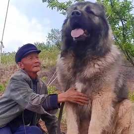 纯种高加索幼犬活体高加索猛犬巨型犬大型犬护卫犬猎犬家养宠物狗
