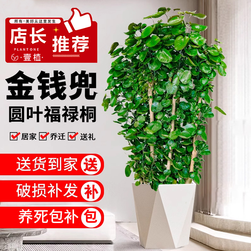 Money Bag Potted Indoor Living Room Round Leaf Fortune Tree Bonsai Old Stump Money Tree Large Green Plant Easy to Care for Money Bag Potted Indoor Living Room Round Leaf Fortune Tree Bonsai Old Stump Money Tree Large Green Plant Easy to Care for
