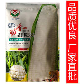 新品玉米种子 奶香甜加糯588玉米种孑200g袋装批发玉米种籽