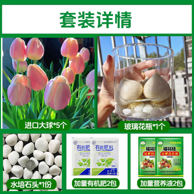 Round bottle hydroponic kit: a18 pink tulip 5 large bulbs + 2 nutrient solutions + 2 fertilizers + glass bottle + stones