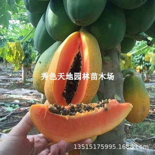 �ļ������tƤľ����t��ľ��ˮ������t��ľ���ͺ������ļ�ľ����