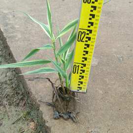水生植物 花叶芦竹 河道湖畔湿地绿化 花园观赏盆栽