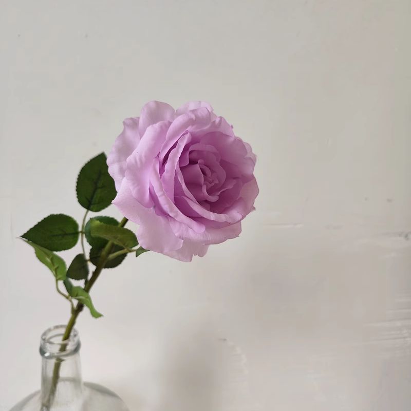 라벤더