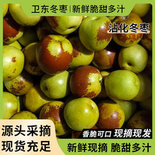 山东沾化冬枣5斤中果现摘当季枣子水果枣整箱大青枣特大礼盒多汁