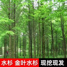 ˮɼ����ͥԺ�����ļ��Nֲ�G���ϱ����^�p��ľ��·�е�����~ˮɼ