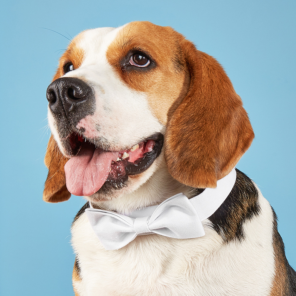 Punto transfronterizo Tanpopo Perro mascota de algodón de estilo británico Pajarita Velcro Collar de perro ajustable