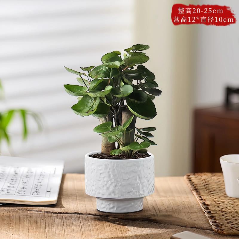 精品福禄桐+娟白漆皮盆