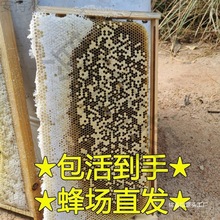 蜜蜂蜂群土蜂脾中华德株包垒蜂出售带子种群中蜂活体活群群整箱