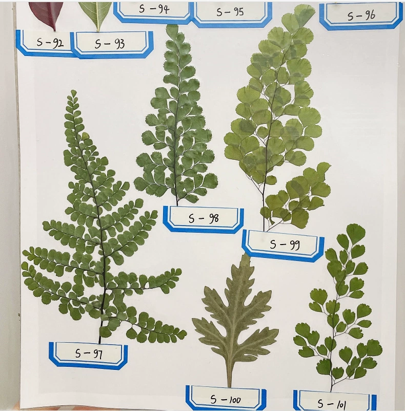Adiantum сушеный цветок тисненый образец растения гель капля чехол для мобильного телефона фоторамка Ароматерапия Свеча Закладка наклейка лицо DIY материал