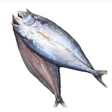 批发海鲜干货 鲅鱼干 马鲛鱼干 鲅鱼干500克燕尾鲅鱼