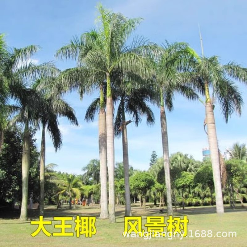 绿化观赏树 大王椰树苗 大王棕树苗 大王椰苗 别墅庭院风景树苗