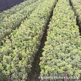 ������ľ�G�hɫ�K����  ��߅�S����� �ļ�����С��r�� ������]