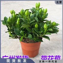 栀子花盆栽带花苞四季开花卉带香味大叶牡丹重瓣水驱蚊阳台茉莉花