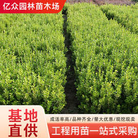 小叶黄杨树苗瓜子黄杨庭院绿化树苗四季常青植物室外工程豆瓣黄杨