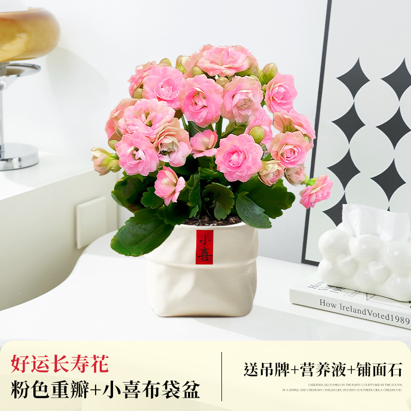 [인터넷 연예인 핫모델] 핑크 이중 행운 장수 꽃 + 작은 해피백 냄비 (무료 포장)