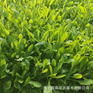 Willow Verbena Flower Sea Landscape Perennial Verbena Qingzhou Flower Perennial Seedlings Verbena Large Quantity Discount