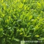 青州花海景观柳叶马鞭草