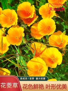 ���������ӷN�ӻ�����ͺ�����ϲ��ļ��_��ͥԺ���ݑ���G�����N