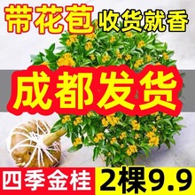 四川桂花树苗四季桂花卉盆栽八月桂花苗金桂大树地栽开花丹桂庭院