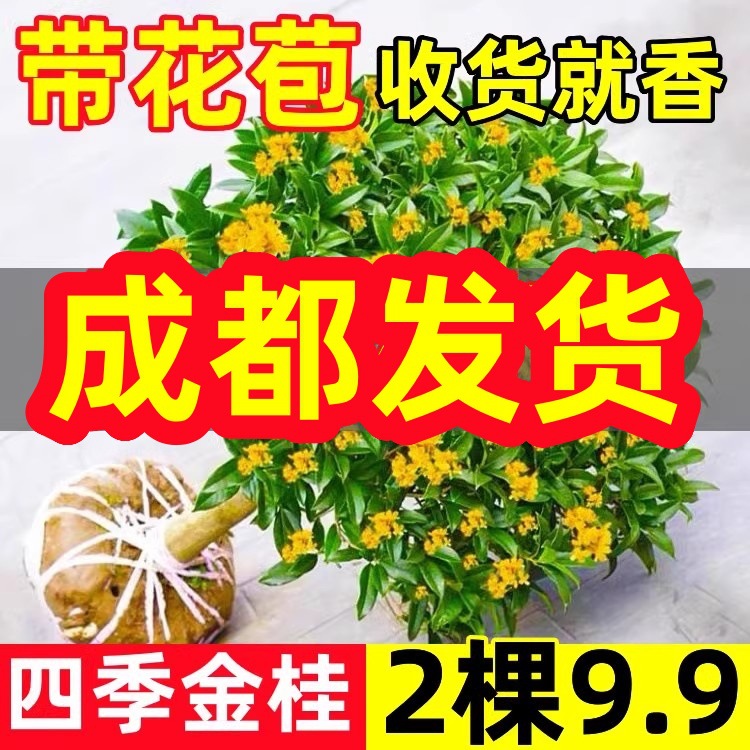 四川桂花树苗四季桂花卉盆栽八月桂花苗金桂大树地栽开花丹桂庭院