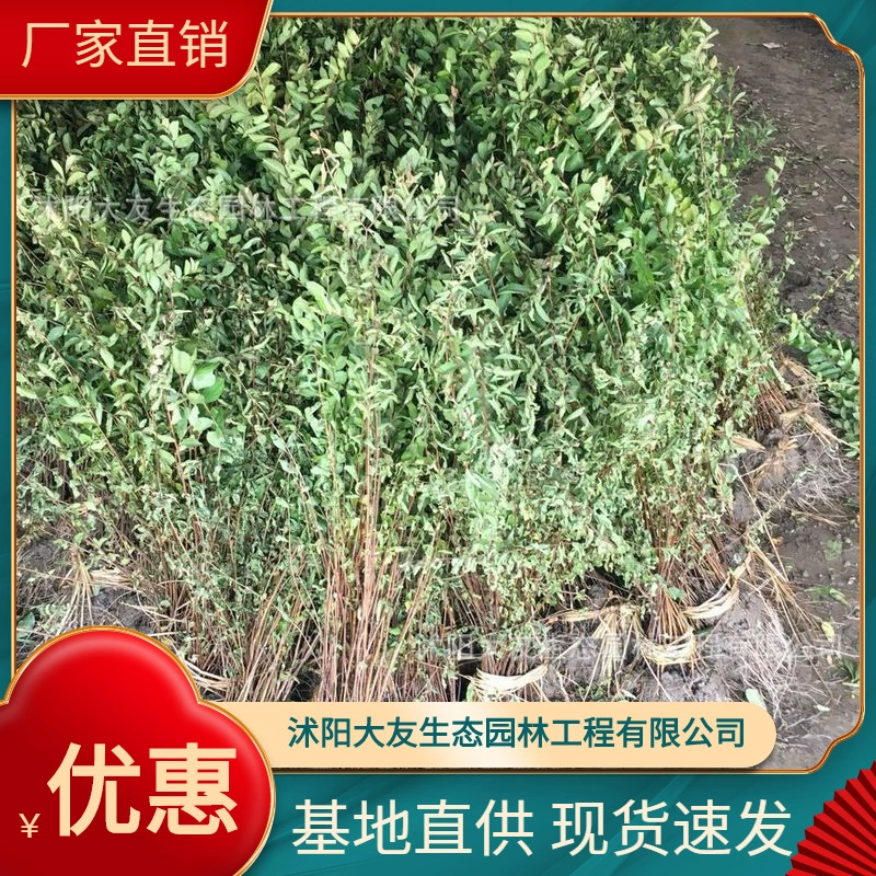 Базовые Оптовые сорта саженцев мирта собственного производства карликовых крепов с комплектом ландшафтных инженерных зеленых саженцев