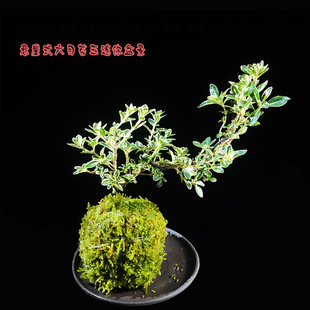 �҃��辰ֲ����B�׻����ㄓ����Ҳ�������׻��ļ�����Gֲ̦��