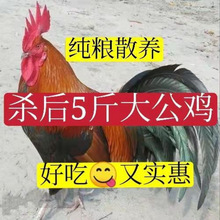 农村大公鸡现杀新鲜鸡肉整只土鸡柴鸡走地鸡亚马逊跨境包邮