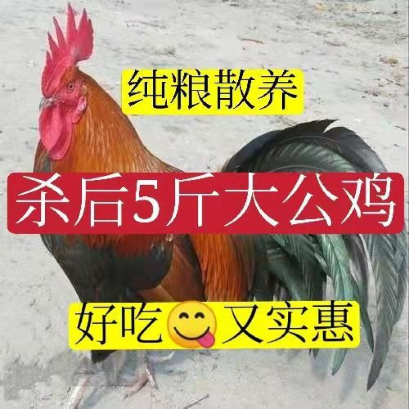 农村大公鸡现杀新鲜鸡肉整只土鸡柴鸡走地鸡亚马逊跨境包邮