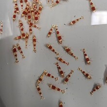 红白水晶虾观赏虾水晶虾练手红白黑白宠物水草繁殖大尺寸吃藻造景
