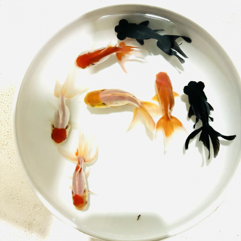 鴻運頭魚観賞魚鶴頂紅獅子頭金魚活魚丹頂冷水魚淡水は活魚に強い|undefined