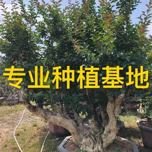 Fujian Crape Myrtle Tree Stump Crape Myrtle Pile Scenery Hundred Days Red Price Shandong Crape Myrtle Ancient Pile Anhui Crape Myrtle Old Pile Quotation