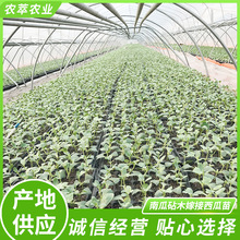产地种植南瓜砧木嫁接西瓜苗 四季中晚期品种 阳台种植育苗盆栽