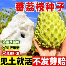 ̨���P�����ţ����ȹ������Ꭷ���rˮ�� ���@ֱ�� ����֦ �N��