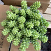 [Direct supply of the base] Most of the meat plants and flowers of green flowers and pots of green plant flowers potted